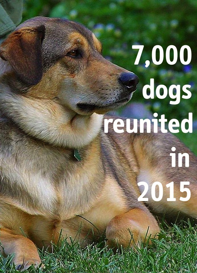 DogLost reunited 7000 dogs in 2015